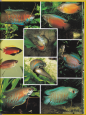 Akvarijní ryby, 1999