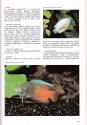 Encyklopedie akvarijních ryb, 1998