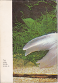 Akvarijní ryby, 1979